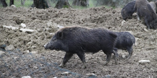 Assisi, allevamento abusivo con 14 cinghiali