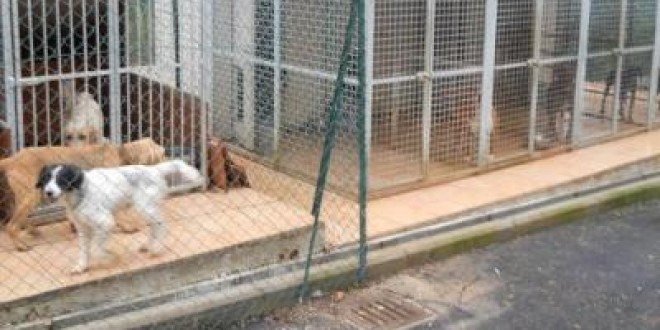 Via libera dal consiglio comunale al progetto di riqualificazione del canile di Collestrada