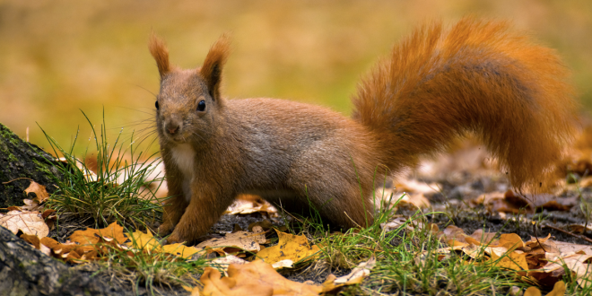 “U-Savereds: Salva il rosso, difendi la biodiversità”