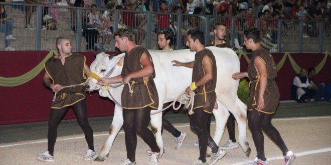“Fuga del Bove”: fervono a Montefalco i preparativi per la corsa dei bovi