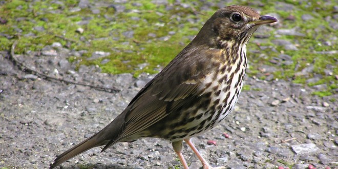 Caccia alla migratoria, per Fidc Umbra ‘inconcepibile la scelta della Regione Toscana sulle 20 giornate di mobilità’