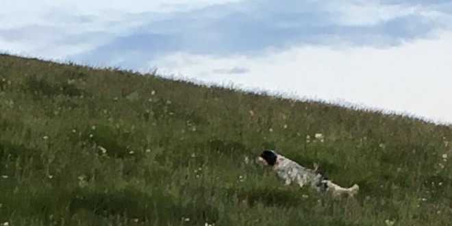 Setter inglese di cinque anni cerca nuovo padrone