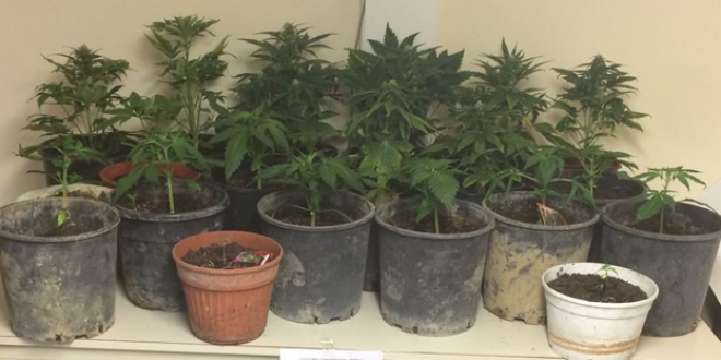 Coltiva una piantagione di marijuana in casa: in manette un 28enne