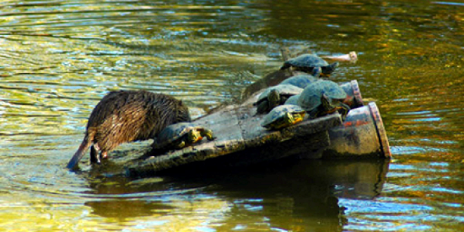 Nel degrado il laghetto presente nel percorso verde di Pian di Massiano