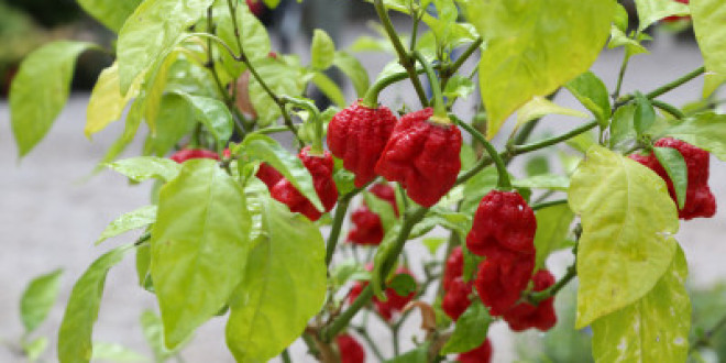 Tutto pronto per la nuova edizione di “Perugia Flower Show”