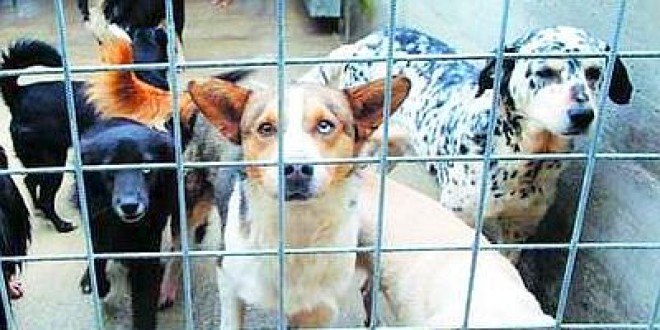 Canile di Perugia, interventi di manutenzione fermi al palo. Si muove il Pd