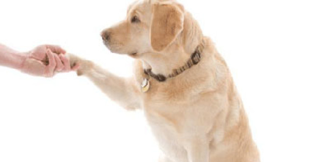 Perugia, all’hospice nasce la “Pet therapy” grazie all’associazione “Con Noi”