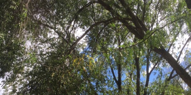 Nel degrado il parco degli animali “Snoopy” di Ponte San Giovanni