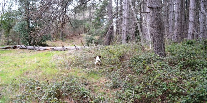 Rinnovo degli Atc: precisazioni del presidente provinciale di Federcaccia