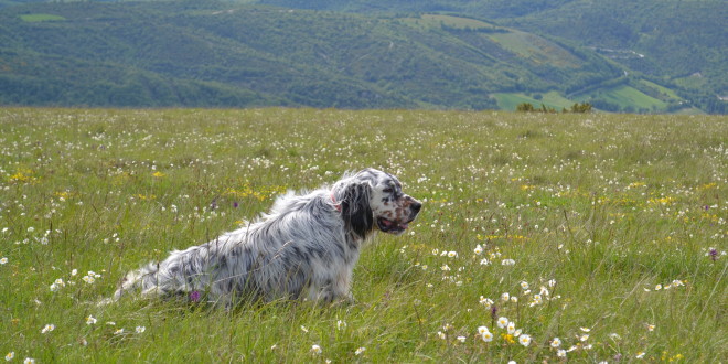 Calendario venatorio 2020-21, le proposte di Federcaccia Umbra ed Enalcaccia